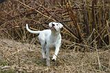 DOGUE ARGENTIN 530